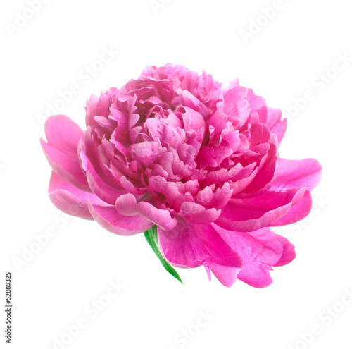 Pink peony. isolated on white