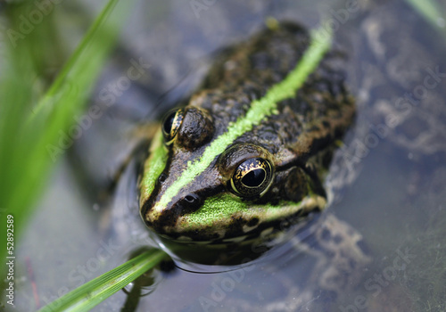 frog's head in the water