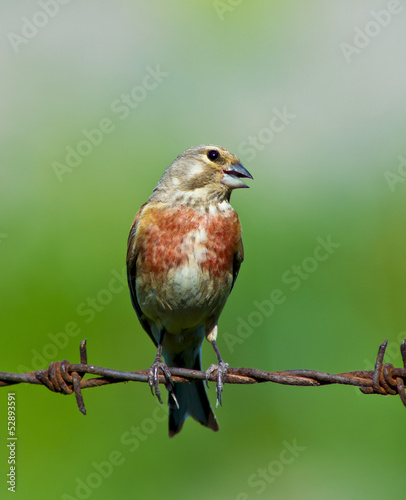 linnet