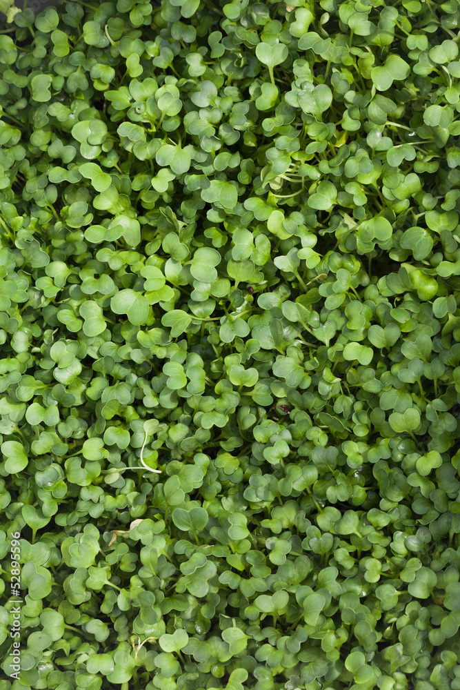 bean sprouts