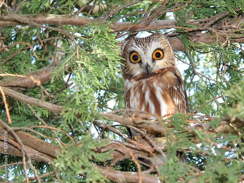 Surprised Northern Saw-whet Owl