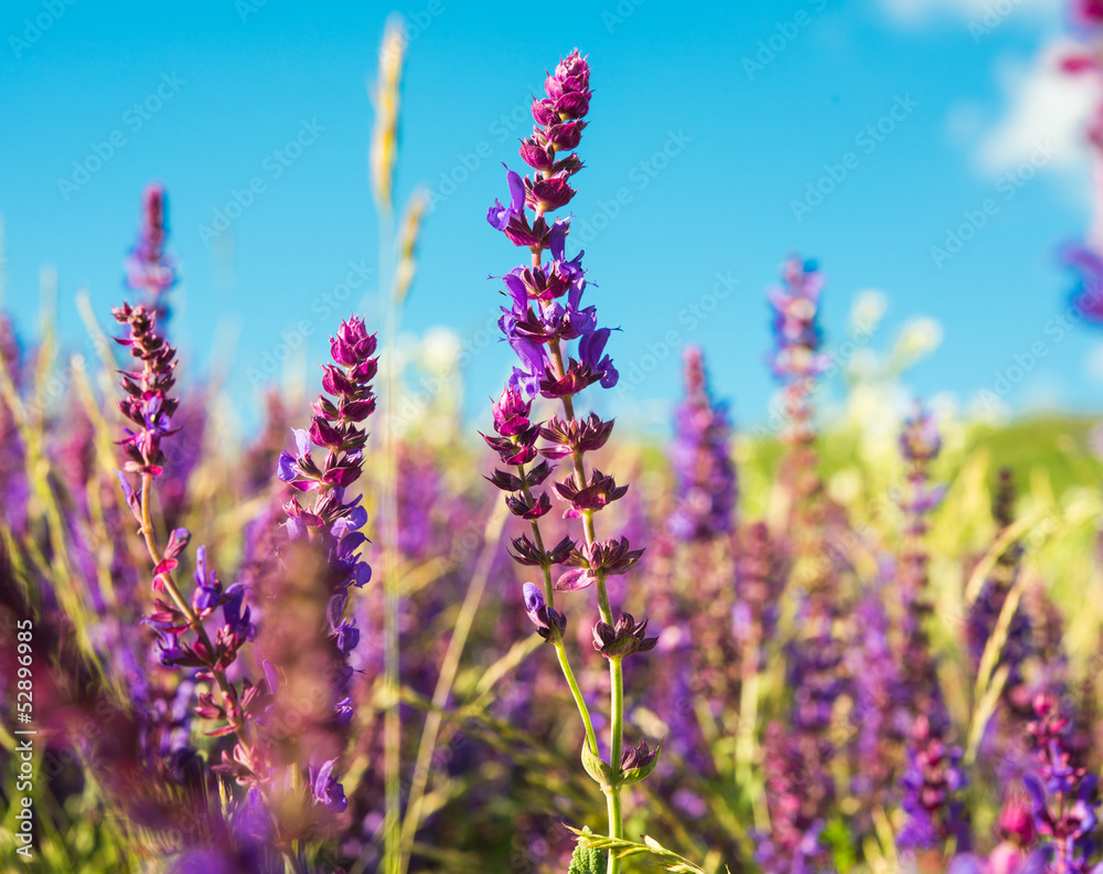 Obraz premium Summer landscape