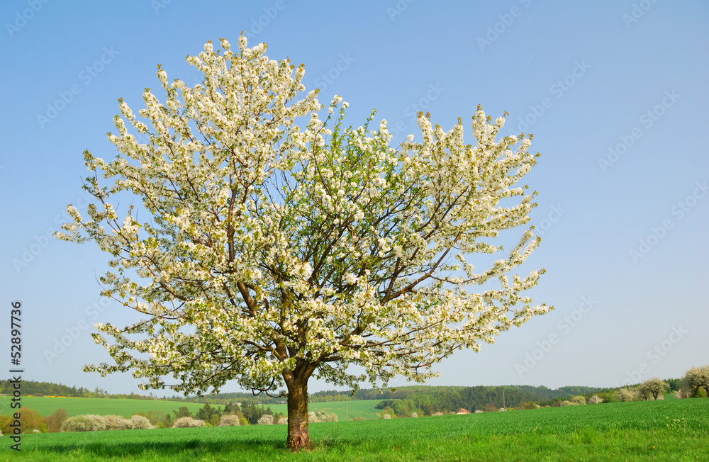 White blooming cherry tree in springtime