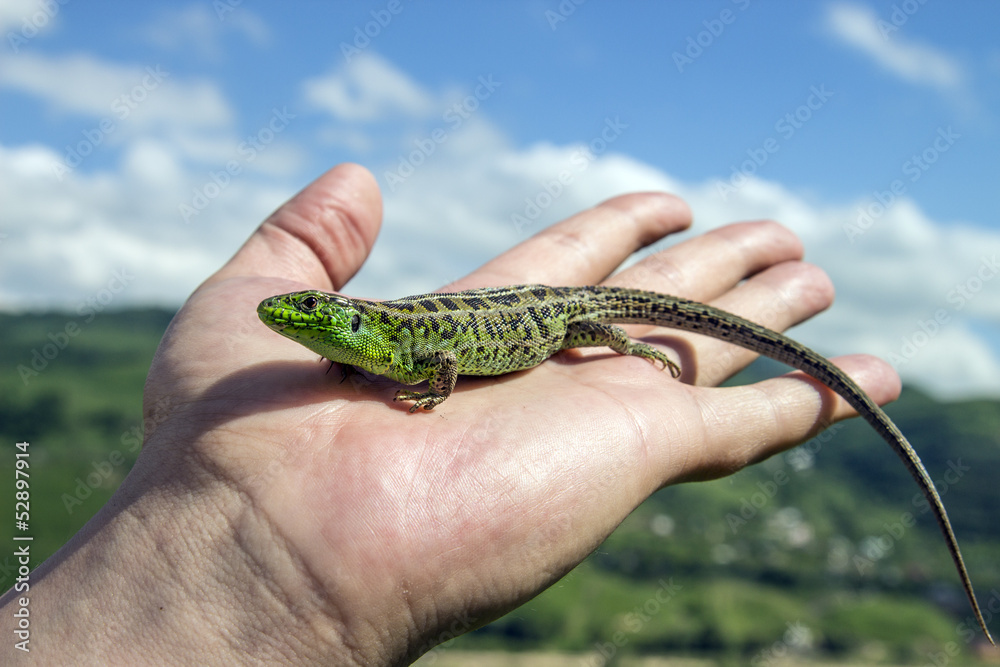 colored lizard on the palm colored lizard on the palm