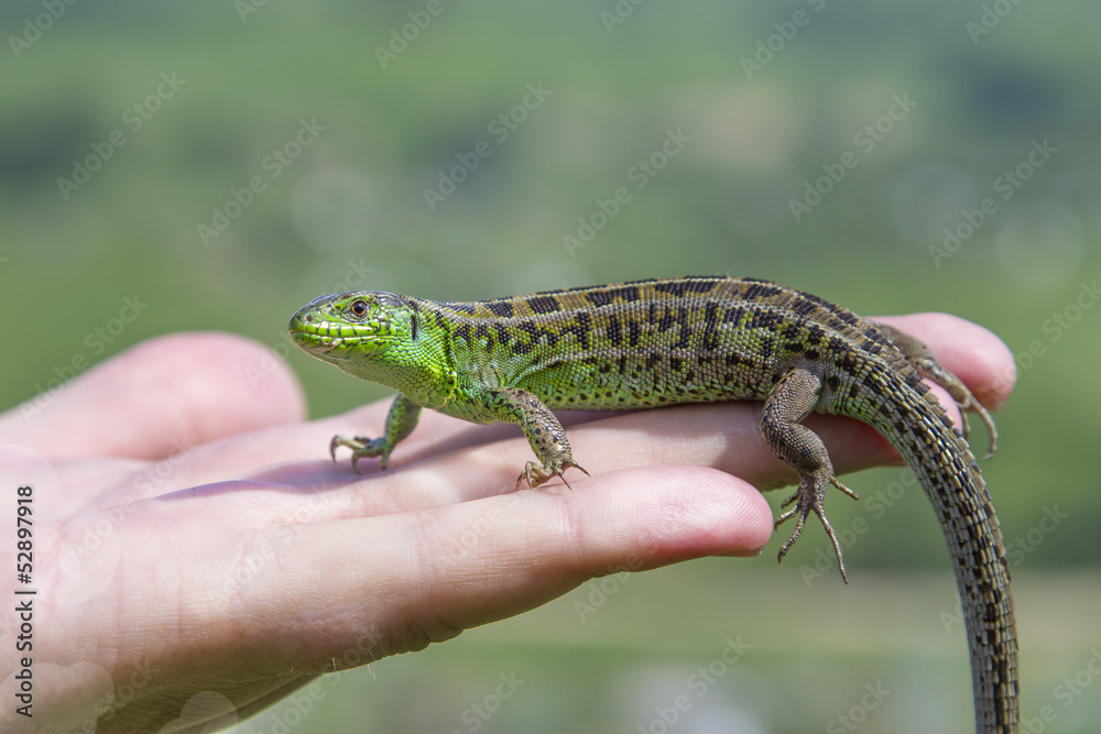 Obraz premium colored lizard on the palm