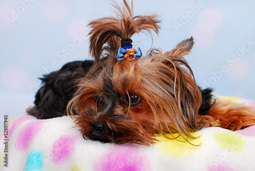 lovely Yorkshire dog lying on the blanket