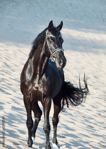 Beautiful black stallion in the desert