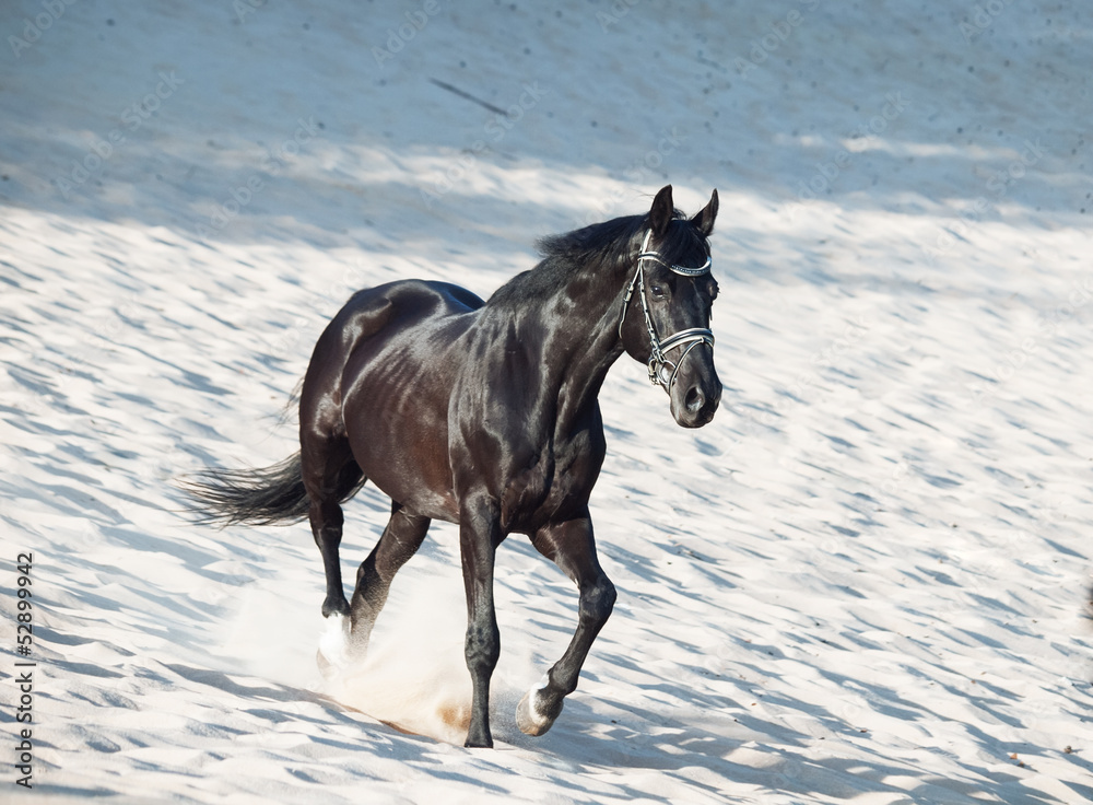 Running beautiful black stallion in the desert - obrazy, fototapety, plakaty 