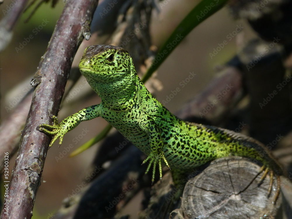 Naklejka premium Reptile, Lacerta bilineata in the Sun - vigilant lizard