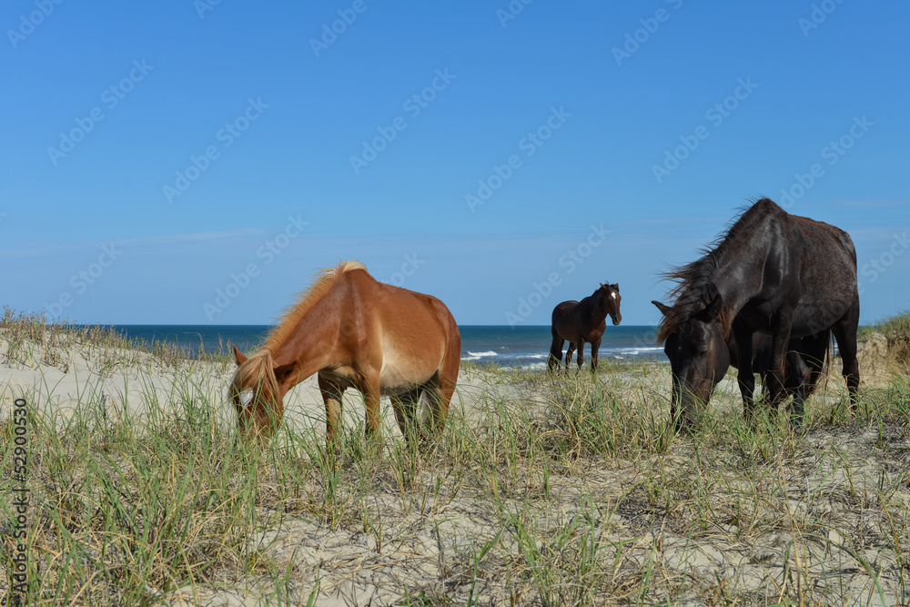 spanish mustangs wild horses on the dunes in north carolina spanish mustangs wild horses on the dunes in north carolina