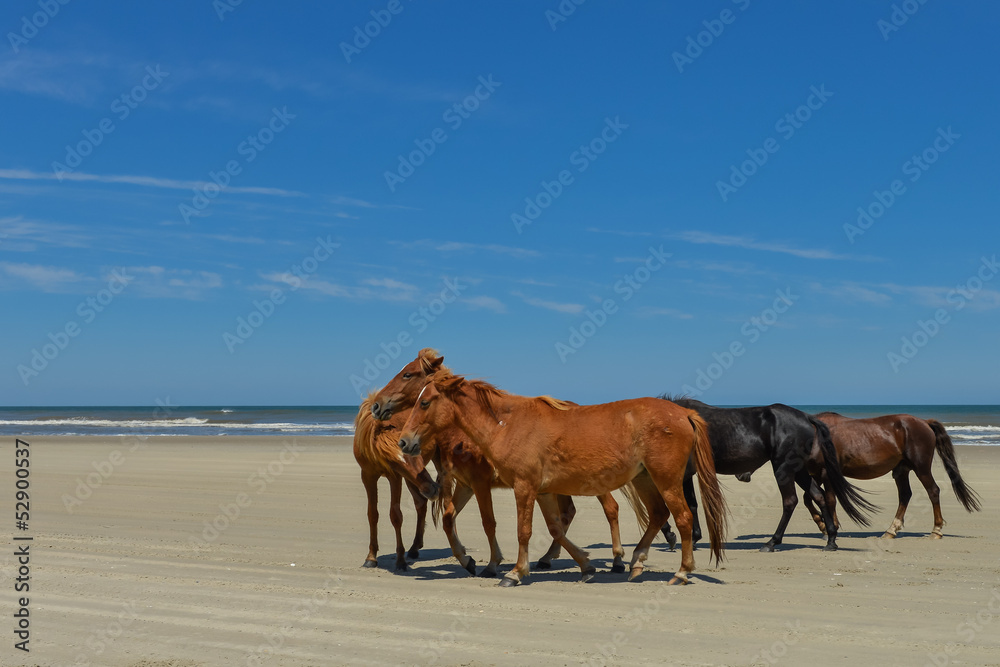 Spanish mustangs wild horses on the beach in north carolina Spanish mustangs wild horses on the beach in north carolina