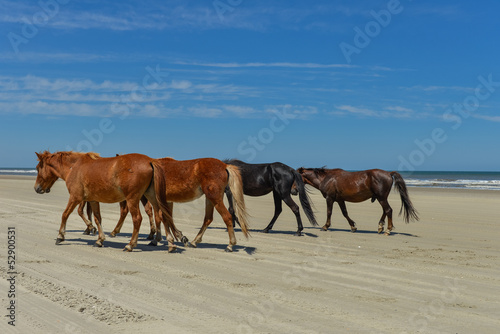 Fototapeta Naklejka Na Ścianę i Meble -  Spanish mustangs wild horses on the beach in north carolina