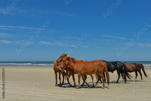 Spanish mustangs wild horses on the beach in north carolina