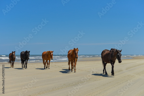 Spanish mustangs wild horses on the beach in north carolina