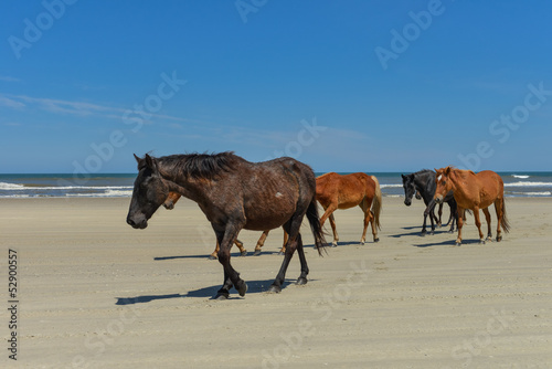 Spanish mustangs wild horses on the beach in north carolina