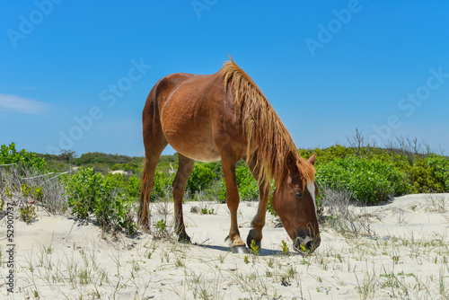 spanish mustang wild horse on the dunes in north carolina