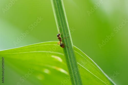 Ant Climbing Green Grass