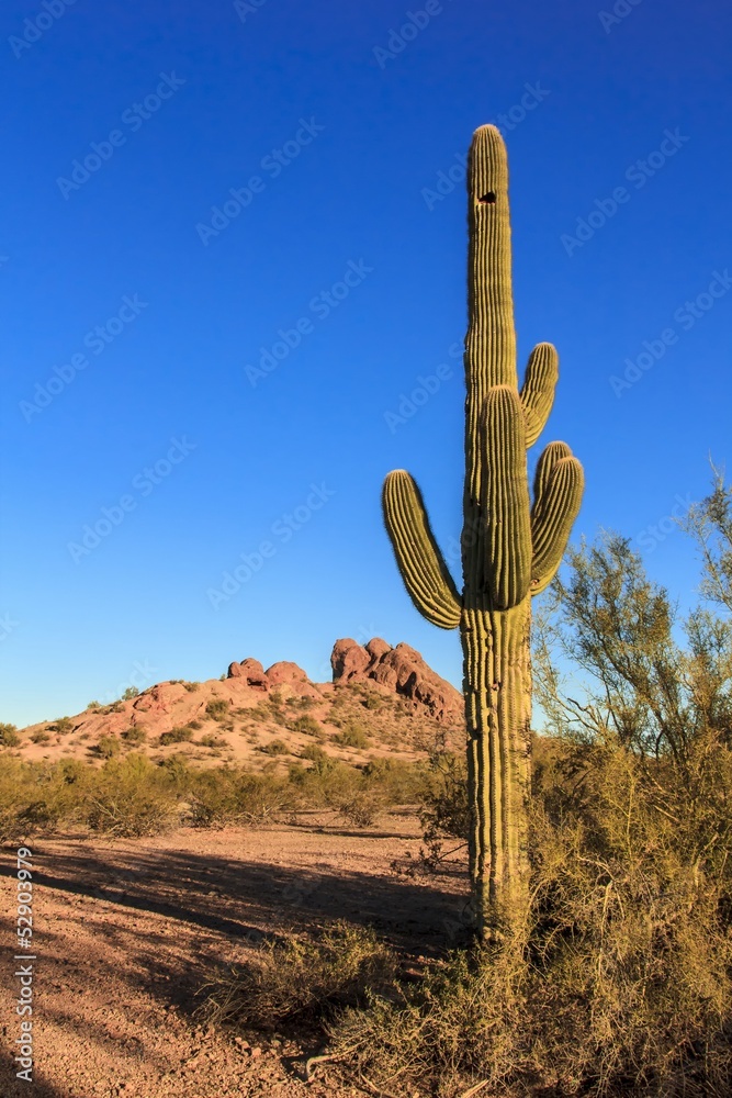 Desert Cactus