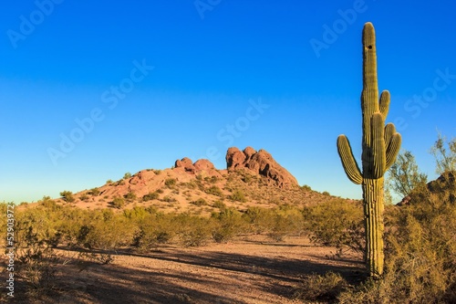 Desert Cactus © Scott Prokop