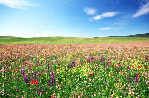 Spring flower meadow photo