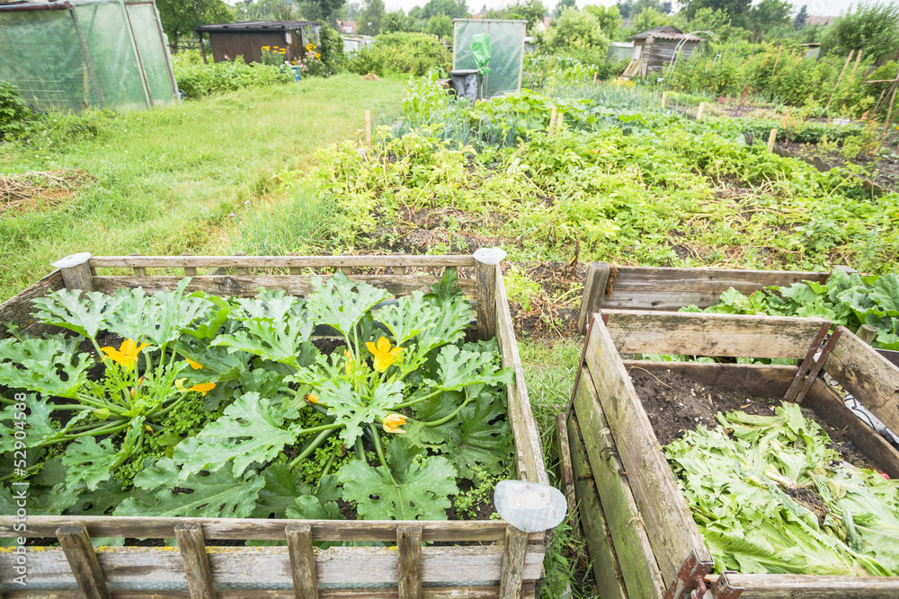 Flowering Zucchini