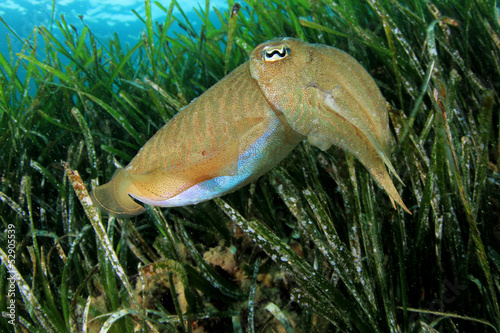 Cuttlefish underwater