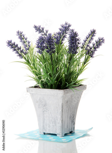 Beautiful lavender in wooden pot isolated on white