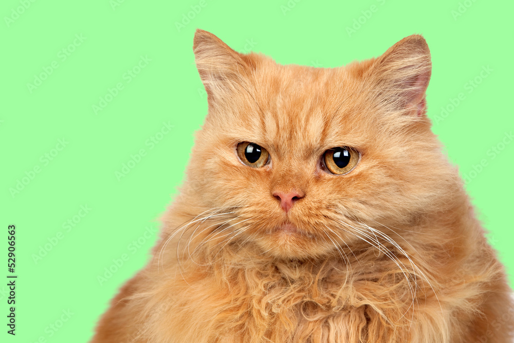 Beautiful persian cat Beautiful persian cat
