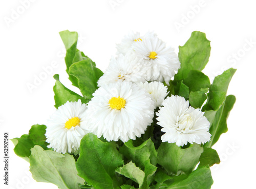 Daisy flowers isolated on white
