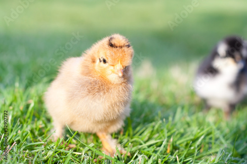 Little chicken in the grass