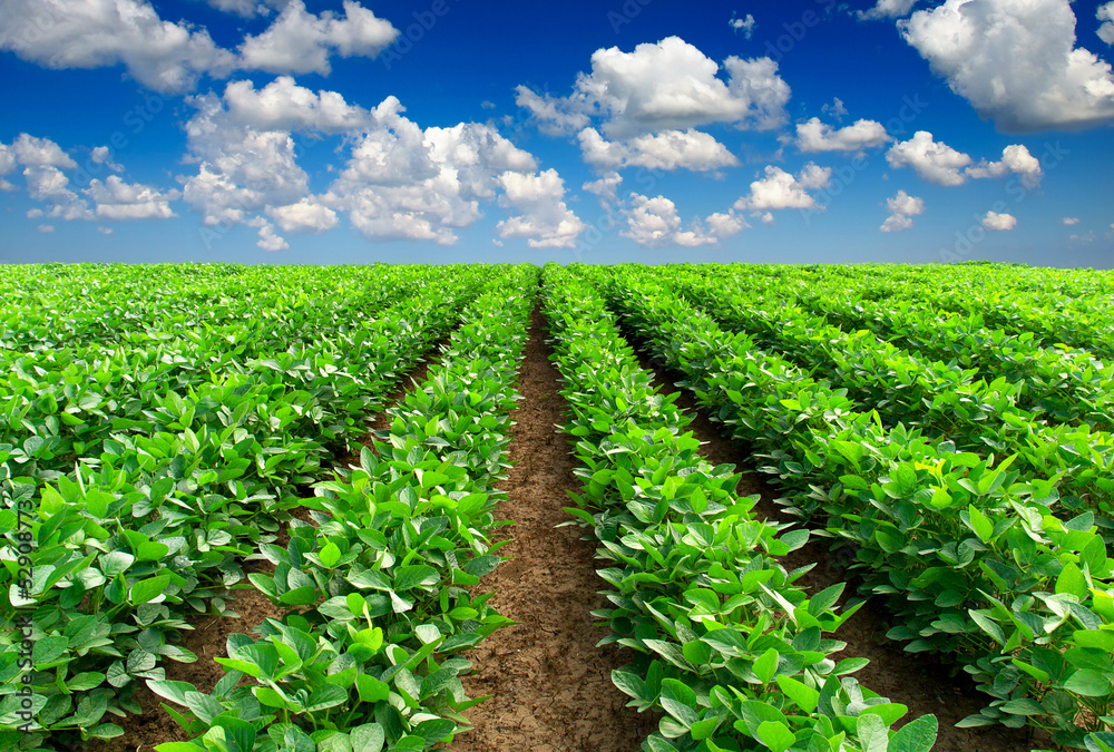 Rows on the field. Agricultura landscape