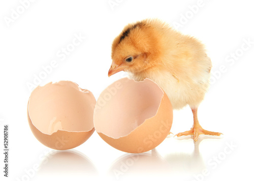 Little chicken with eggshell isolated on white