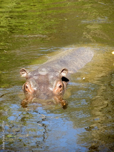 hippopotame