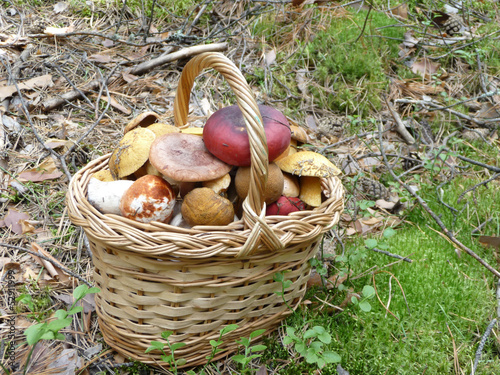 Basket full of mushrooms standing on the forest ground covered with moss