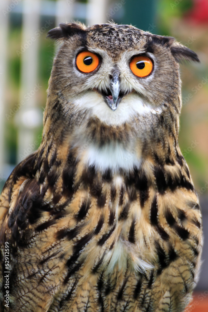 Owl Owl