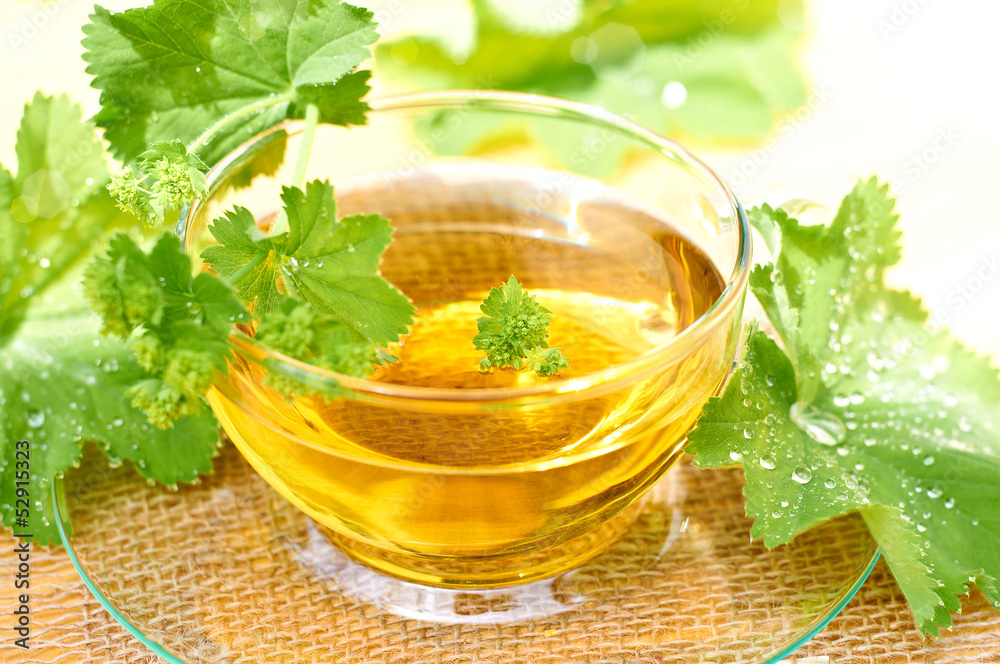Alchemilla StockFoto Adobe Stock