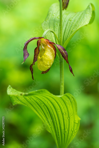 Lady's Slipper Orchid - Cyp...