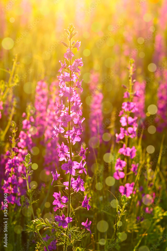 Obraz premium Purple wild flowers in sunlight