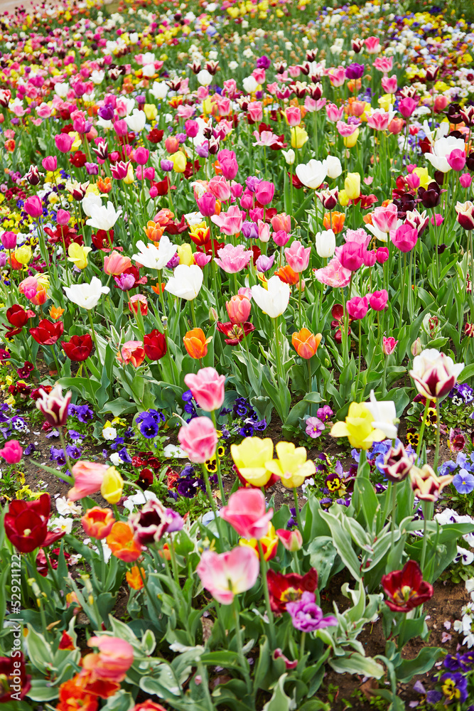 Feld voller bunter Blumen und Tulpen