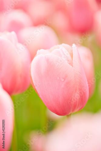 Viele rosa Tulpen im Feld