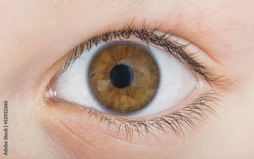Fototapeta premium Human eye brown color