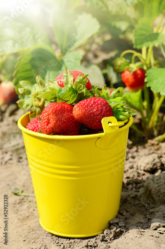 Strawberries in the bucket