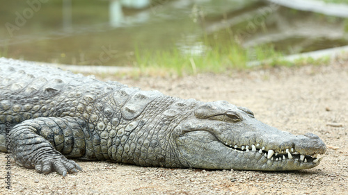 Nile crocodile, crocodylus niloticus