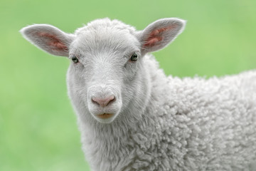 Ingelijste posters Schaap Portret van wit lammetje  © stefanholm