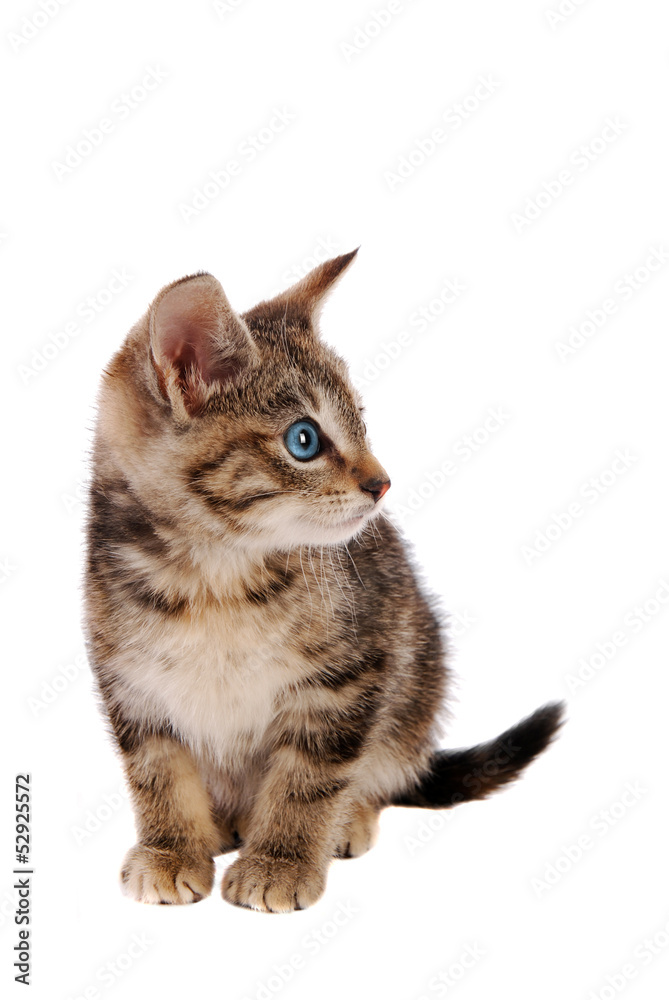 Fototapeta premium Cute Blue Eyed Tabby Kitten
