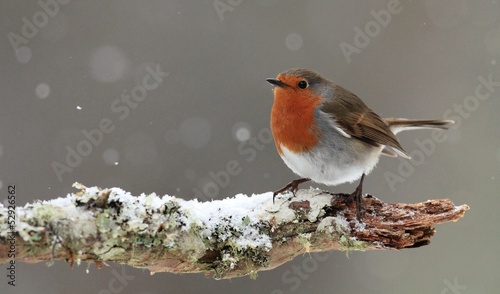 Fotografie, Obraz Robin in Falling Snow