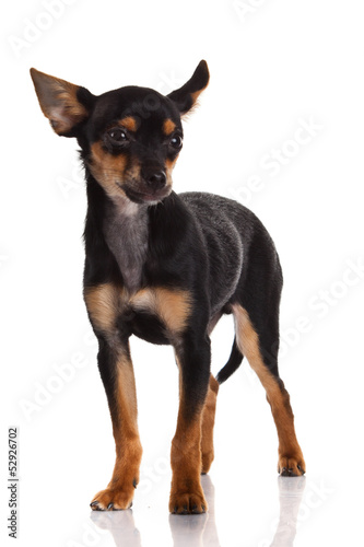 chihuahua dog with flowers on white background.