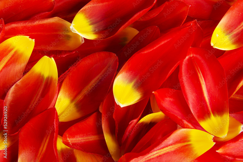 Red and yellow petals