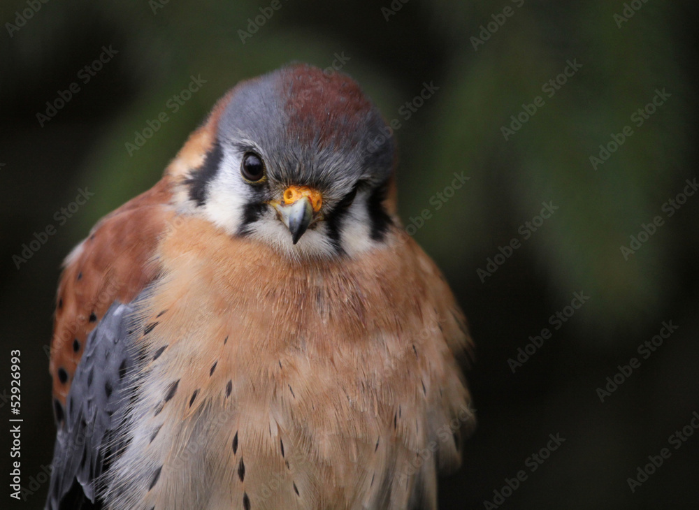 American Kestrel Face American Kestrel Face