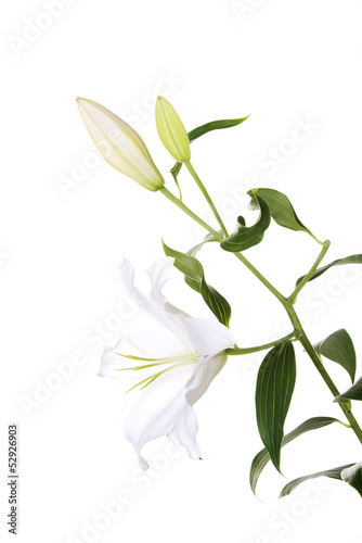 Fototapeta Naklejka Na Ścianę i Meble -  White lily flower